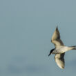 Sterne hansel en Camargue